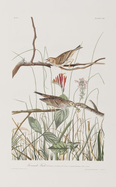 Illusztráció a "Birds of America"-ból alkotó: John James Audubon