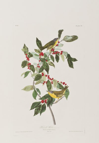 Illusztráció a "Birds of America"-ból alkotó: John James Audubon