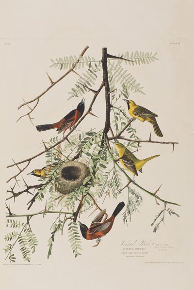 Illusztráció a "Birds of America"-ból alkotó: John James Audubon
