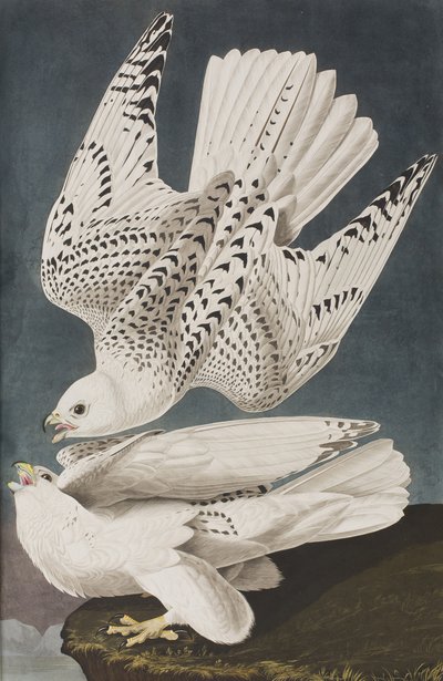 Illusztráció a "Birds of America"-ból alkotó: John James Audubon