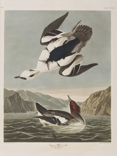 Illusztráció a "Birds of America"-ból alkotó: John James Audubon