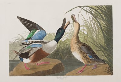 Illusztráció a "Birds of America"-ból alkotó: John James Audubon