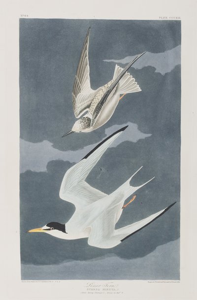 Illusztráció a "Birds of America"-ból alkotó: John James Audubon