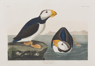 Illusztráció a "Birds of America"-ból alkotó: John James Audubon