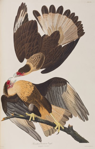 Illusztráció a "Birds of America"-ból alkotó: John James Audubon