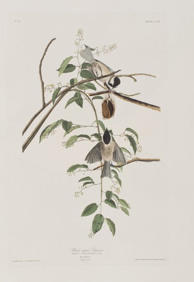 Illusztráció a "Birds of America"-ból alkotó: John James Audubon