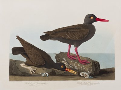 Illusztráció a "Birds of America"-ból alkotó: John James Audubon