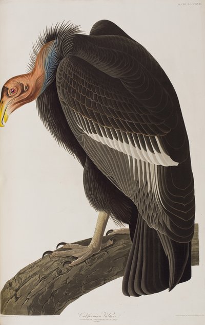 Illusztráció a "Birds of America"-ból alkotó: John James Audubon