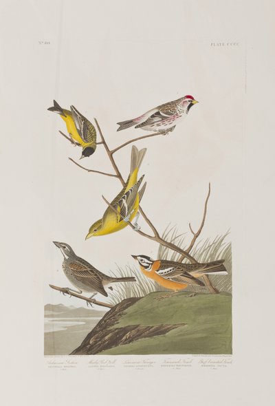 Illusztráció a "Birds of America"-ból alkotó: John James Audubon