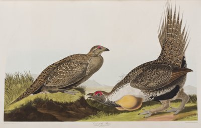 Illusztráció a "Birds of America"-ból alkotó: John James Audubon