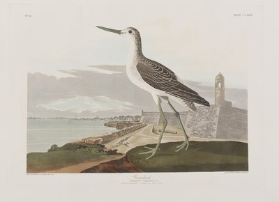 Illusztráció a "Birds of America"-ból alkotó: John James Audubon