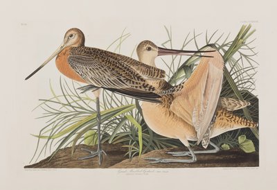 Illusztráció a "Birds of America"-ból alkotó: John James Audubon