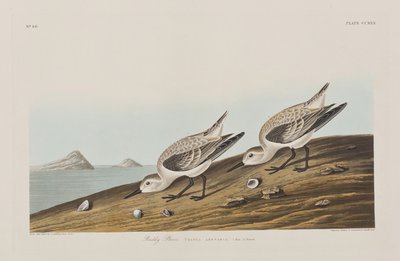 Illusztráció a "Birds of America"-ból alkotó: John James Audubon
