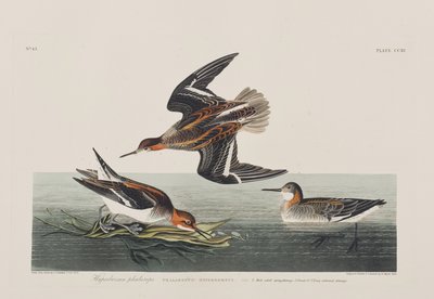 Illusztráció a "Birds of America"-ból alkotó: John James Audubon