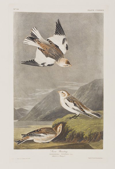 Illusztráció a "Birds of America"-ból alkotó: John James Audubon