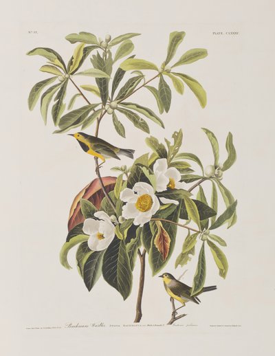 Illusztráció a "Birds of America"-ból alkotó: John James Audubon