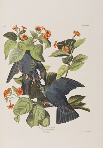 Illusztráció a "Birds of America"-ból alkotó: John James Audubon