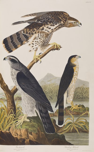 Illusztráció a "Birds of America"-ból alkotó: John James Audubon