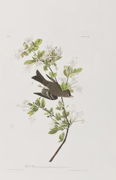 Illusztráció a "Birds of America"-ból alkotó: John James Audubon
