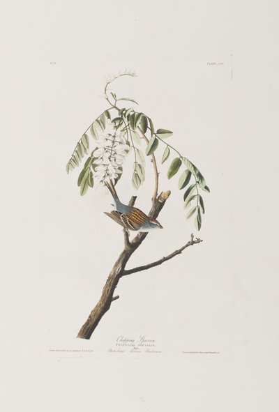 Illusztráció a "Birds of America"-ból alkotó: John James Audubon