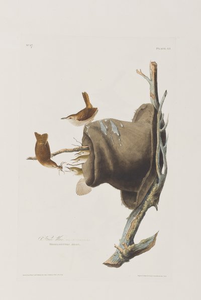 Illusztráció a "Birds of America"-ból alkotó: John James Audubon
