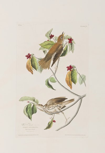 Illusztráció a "Birds of America"-ból alkotó: John James Audubon