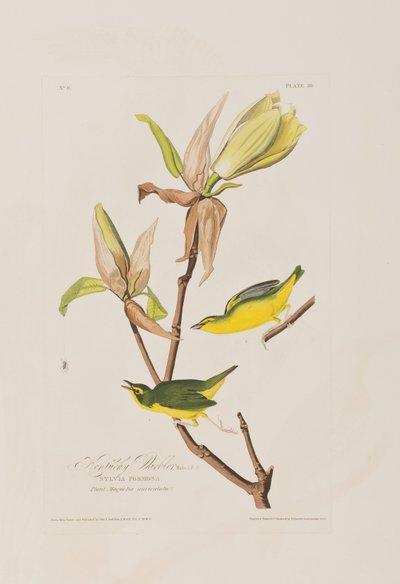 Illusztráció a "Birds of America"-ból alkotó: John James Audubon