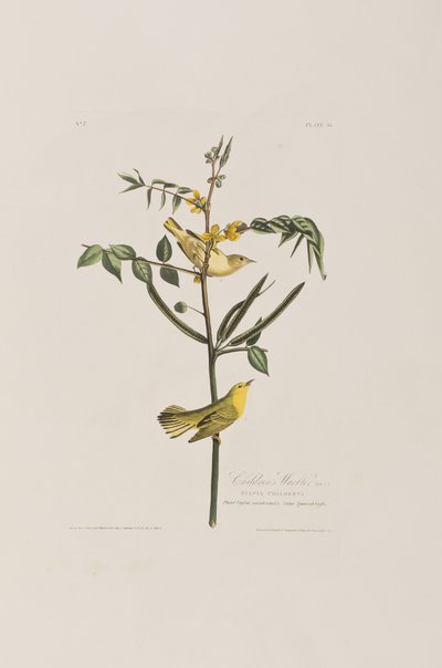 Illusztráció a "Birds of America"-ból alkotó: John James Audubon