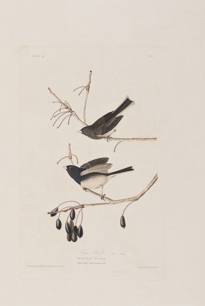 Illusztráció a "Birds of America"-ból alkotó: John James Audubon