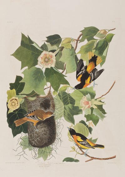 Illusztráció a "Birds of America"-ból alkotó: John James Audubon
