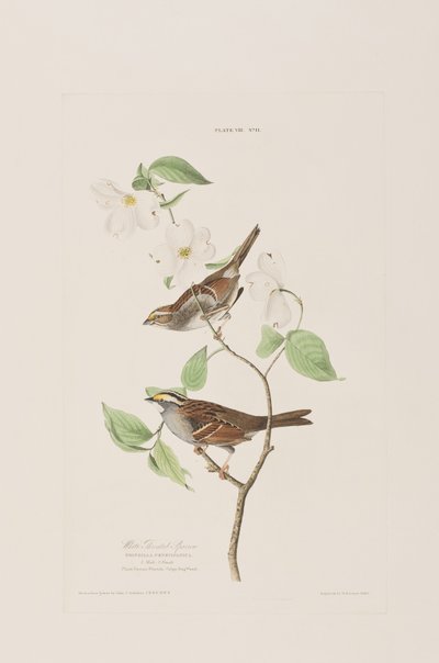 Illusztráció a "Birds of America"-ból alkotó: John James Audubon