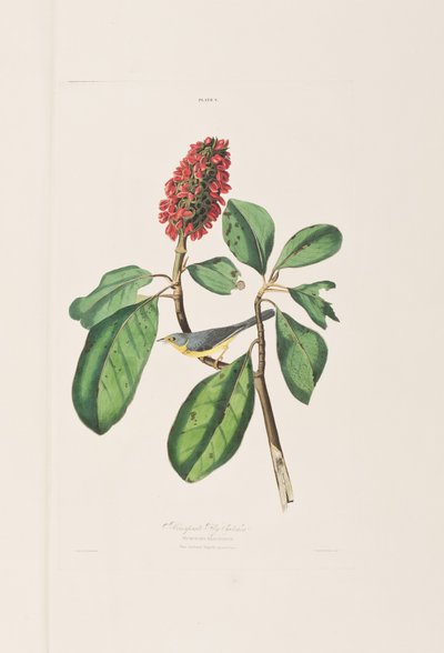 Illusztráció a "Birds of America"-ból alkotó: John James Audubon