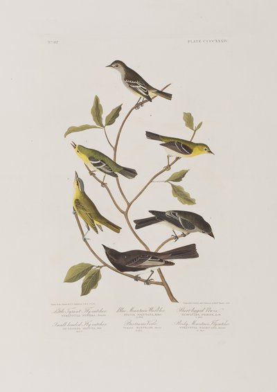 Illusztráció a "Birds of America"-ból alkotó: John James Audubon