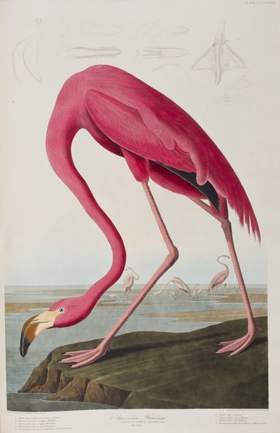 Illusztráció a "Birds of America"-ból alkotó: John James Audubon