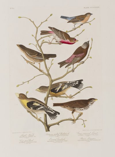 Illusztráció a "Birds of America"-ból alkotó: John James Audubon