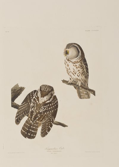 Illusztráció a "Birds of America"-ból alkotó: John James Audubon