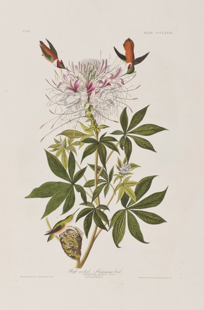 Illusztráció a "Birds of America"-ból alkotó: John James Audubon