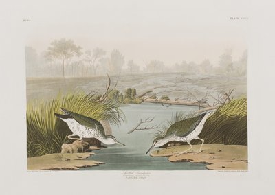 Illusztráció a "Birds of America"-ból alkotó: John James Audubon