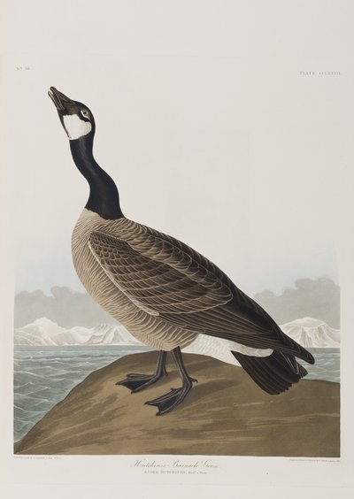 Illusztráció a "Birds of America"-ból alkotó: John James Audubon