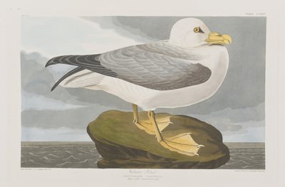Illusztráció a "Birds of America"-ból alkotó: John James Audubon