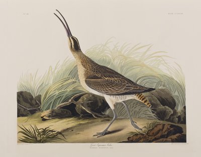 Illusztráció a "Birds of America"-ból alkotó: John James Audubon