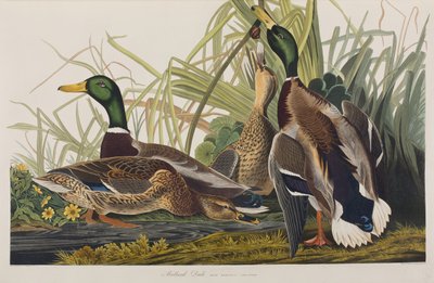 Illusztráció a "Birds of America"-ból alkotó: John James Audubon