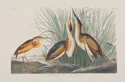 Illusztráció a "Birds of America"-ból alkotó: John James Audubon