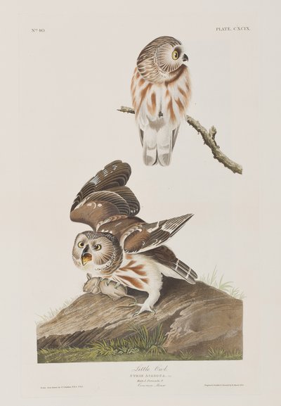 Illusztráció a "Birds of America"-ból alkotó: John James Audubon