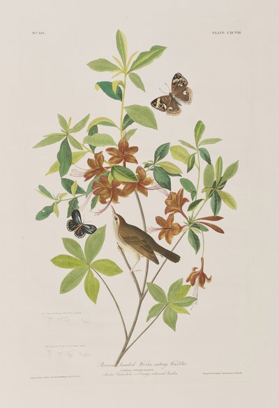Illusztráció a "Birds of America"-ból alkotó: John James Audubon