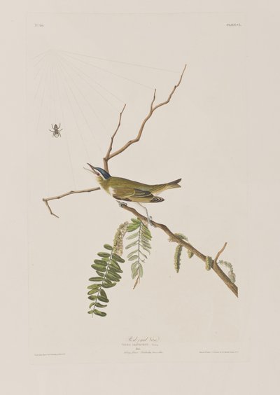 Illusztráció a "Birds of America"-ból alkotó: John James Audubon