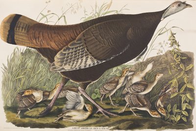 Illusztráció a "Birds of America"-ból alkotó: John James Audubon