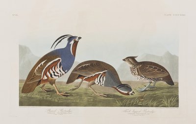 Illusztráció a "Birds of America"-ból alkotó: John James Audubon