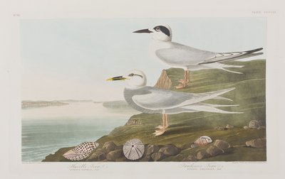 Illusztráció a "Birds of America"-ból alkotó: John James Audubon