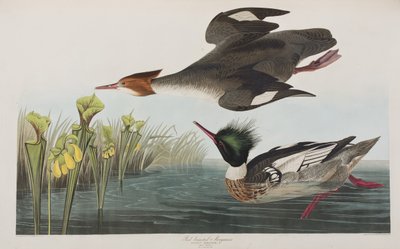 Illusztráció a "Birds of America"-ból alkotó: John James Audubon